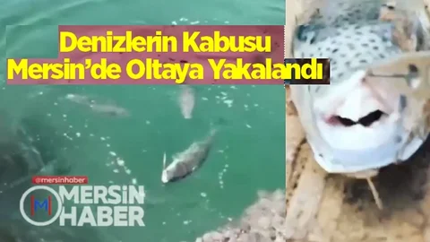Mersin'de Balon Balığı Kabusu, Oltanın Etrafını Beşi Birden sardı