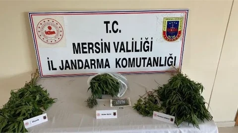 Yasa Dışı Kenevir Operasyonunda 2 Gözaltı