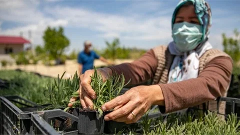 Kıraç Topraklar Lavanta Fideleriyle Renklenecek