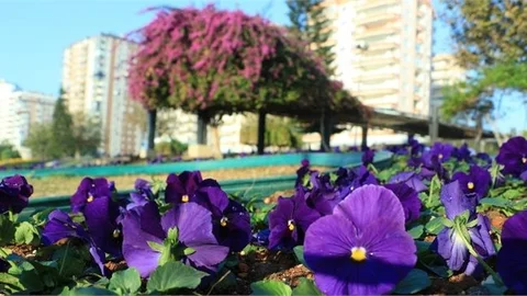 Dört Mevsim Yeşil Mersin