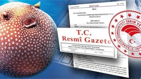 Balon Balığı Başına Ücret Ödemesi!