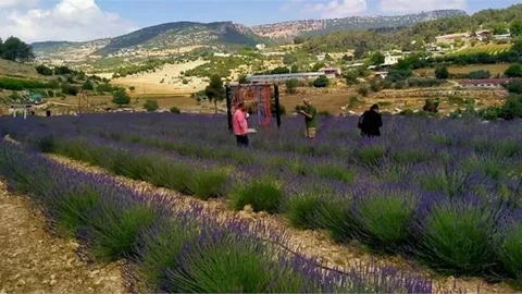 Mor Renkli Tarlalar Göz Kamaştırıyor