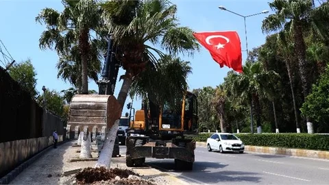 Bisiklet Yolu Proje Alanındaki Palmiyeler Taşınıyor