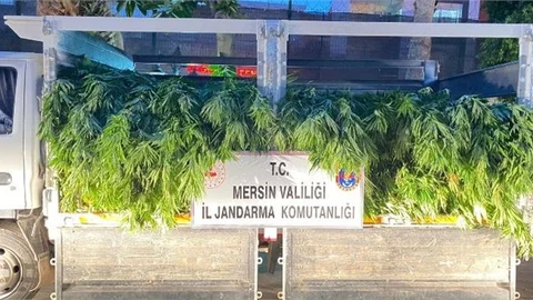 2 Bin 970 Kök Kenevir Ele Geçirildi