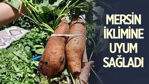 Mersin Ekonomisine Can Verecek, Üretime Başlandı