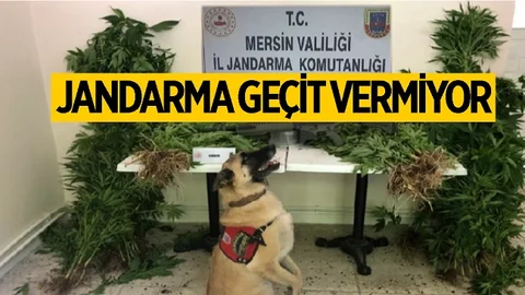 Uyuşturucu Operasyonu, 2 Kişi Gözaltına Alındı