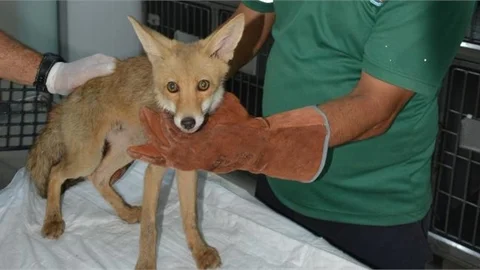 Sulama Havuzuna Düşen Tilkiyi Büyükşehir İtfaiye Ekipleri Kurtardı