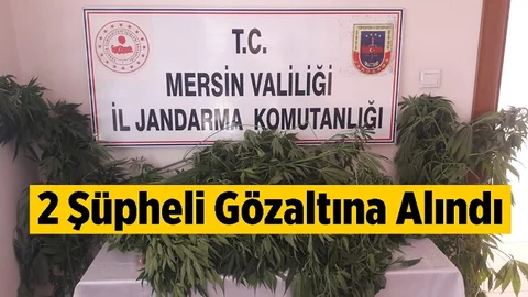 Mersin'de Kenevir Operasyonu, Gözaltılar Var