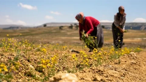 Mersin Büyükşehir’in Tarıma Destekleri Çiçek Açıyor, Üreticinin Yüzü Gülüyor