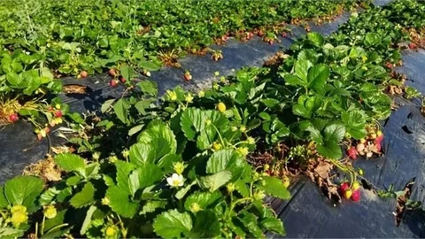 Çilek Merkezi Silifke'de Üretim Devam Ediyor