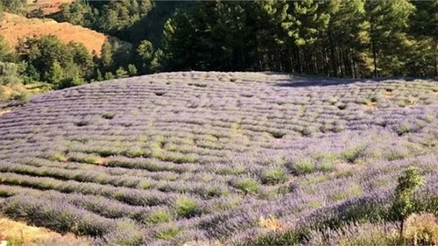 Lavanta'lar Hasada Hazırlanıyor