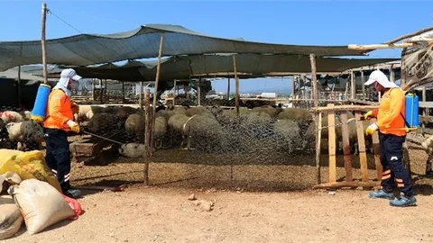 Büyükşehir İlaçlıyor, Karasinek Oluşumunun Önüne Geçiyor