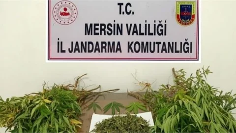 Yasadışı Kenevir Ekenlere Gözaltı