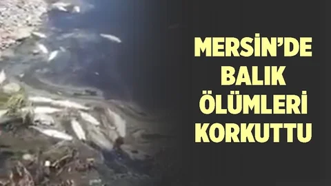 Pis Kokan Derede Balıklar Öldü