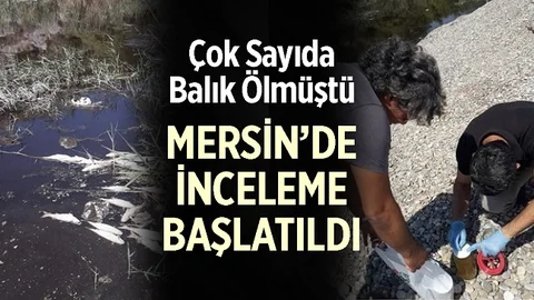 Balık Ölümleriyle İlgili İnceleme Başlatıldı, İşte İlk Bulgular