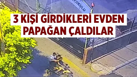 Mersin'de Papağan Hırsızlığı, 3 Kişi Birlikte Gelip Çaldılar...