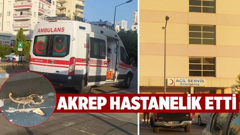Mersin'de 'akrep' Bir Kişiyi Hastanelik Etti