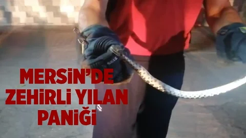 Eve Giren Zehirli Yılan Paniğe Sebep Oldu