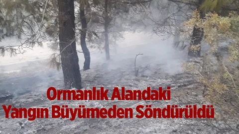 Mersin'de Orman Yangını Erken Müdahaleyle Söndürüldü