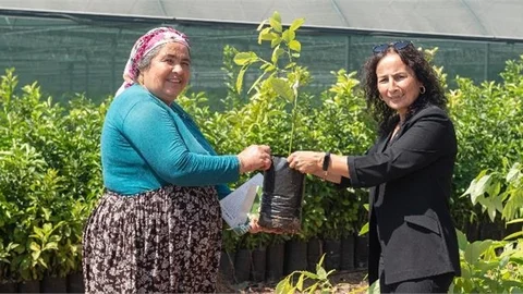 4 Bin 40 Adet Avokado Fidanı Daha Üreticilere Ulaştırıldı