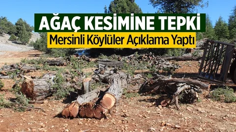 Köylüler Ardıç Ağaçlarının Kesilmesine Tepki Gösterdi