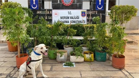 35 Kök Kenevir Bitkisi ve 110 Gr Esrar Ele Geçirildi