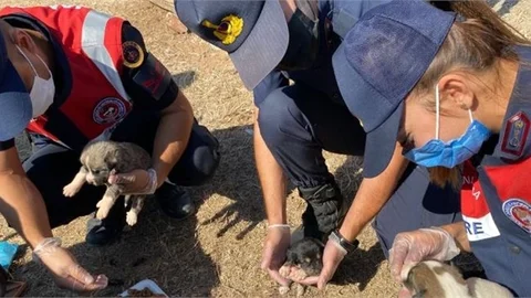 Mersin'de Jandarma Ekipleri Dilsiz Dostlarımızın Yanında