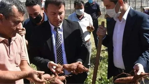 Aydıncık'ta Tatlı Patates Hasadı Yapıldı