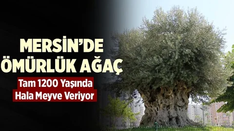 Mersin'de 1204 Yıllık Ağaçtan Zeytin Hasadı Yapıldı