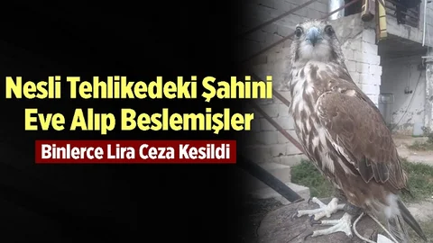 Mersin'de Evde Beslenen Şahine Ekipler El Koydu