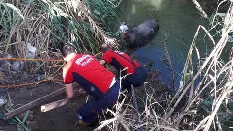 Tarsus’ta Sulama Kanalına Düşen At, Büyükşehir İtfaiyesi Ekipleri Tarafından Kurtarıldı