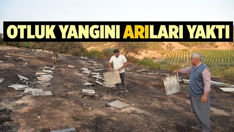 Mersin'de Yangının Ortasında Kalan Arılar Telef Oldu