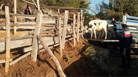Jandarmadan Hayvan Hırsızlarına Suçüstü