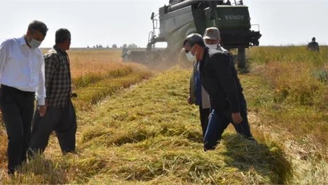 Damla Sulama İle Çeltik Hasadı Yapıldı