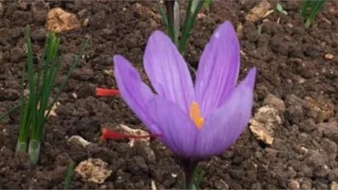 Dünyanın En Pahalı Bitkisi Mersin'de Çiçek Açtı