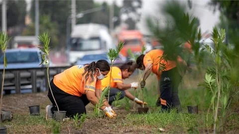 Mersin Büyükşehir’in Alım Garantisi Verdiği Zakkumların Dikimi Başladı