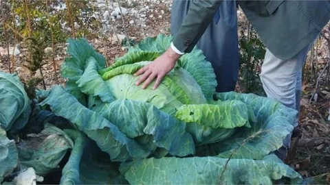 Mersin'de 30 Kilogram Ağırlığında Dev Lahana Yetiştirildi