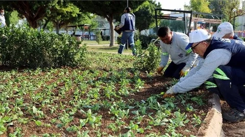 Akdeniz’in Park ve Yeşil Alanları Çiçekleniyor