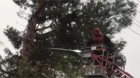 Kozalak Toplarken Ağacın Üzerinde Elektrik Akımına Kapıldı