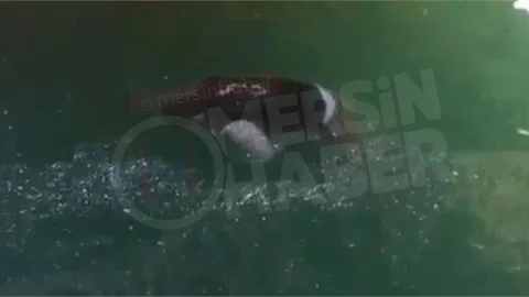 Mersin Sahilinde Denizde Erkek Cesedi Bulundu