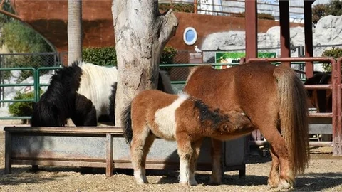 Doğa Parkı’nın "Garip"İ Hızla Büyüyor