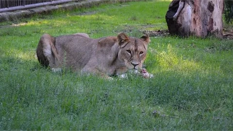 Doğa Parkı’nın Yeni Sakinleri: "Berdan" ve "Kleopatra"