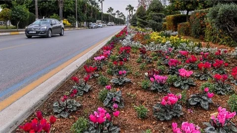 Büyükşehir, Kadın Eliyle Mersin’i Çiçek Gibi Yapıyor