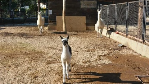Tarsus Doğa Parkı’nda İlk Kez Lama Doğumu Gerçekleşti
