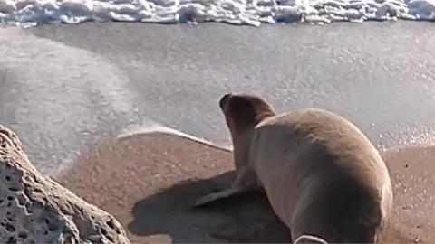 Mersin Sahilinde Güneşlenip Denize Girdi