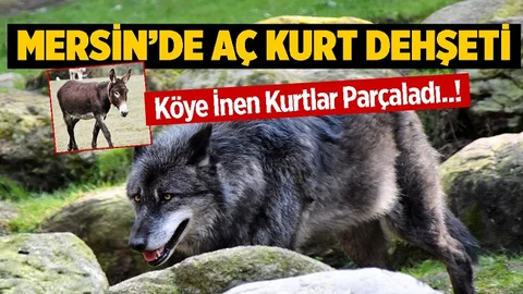 Mersin'de Köye İnen Kurtlar Eşeğe Saldırdı