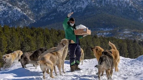 Büyükşehir Ekipleri, Yaban Hayvanları İçin Doğaya Yem Bıraktı