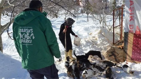 Büyükşehir’den Sokak Hayvanları İçin Besleme Çalışması