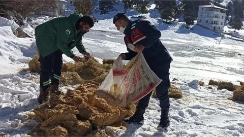 Jandarma Yaban Hayvanları Korumak İçin Çalışmalarını Sürdürüyor