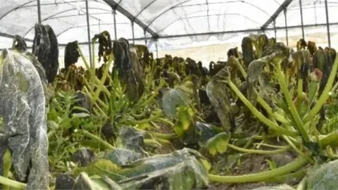 Zirai Don Seralarda Hasara Neden Oldu